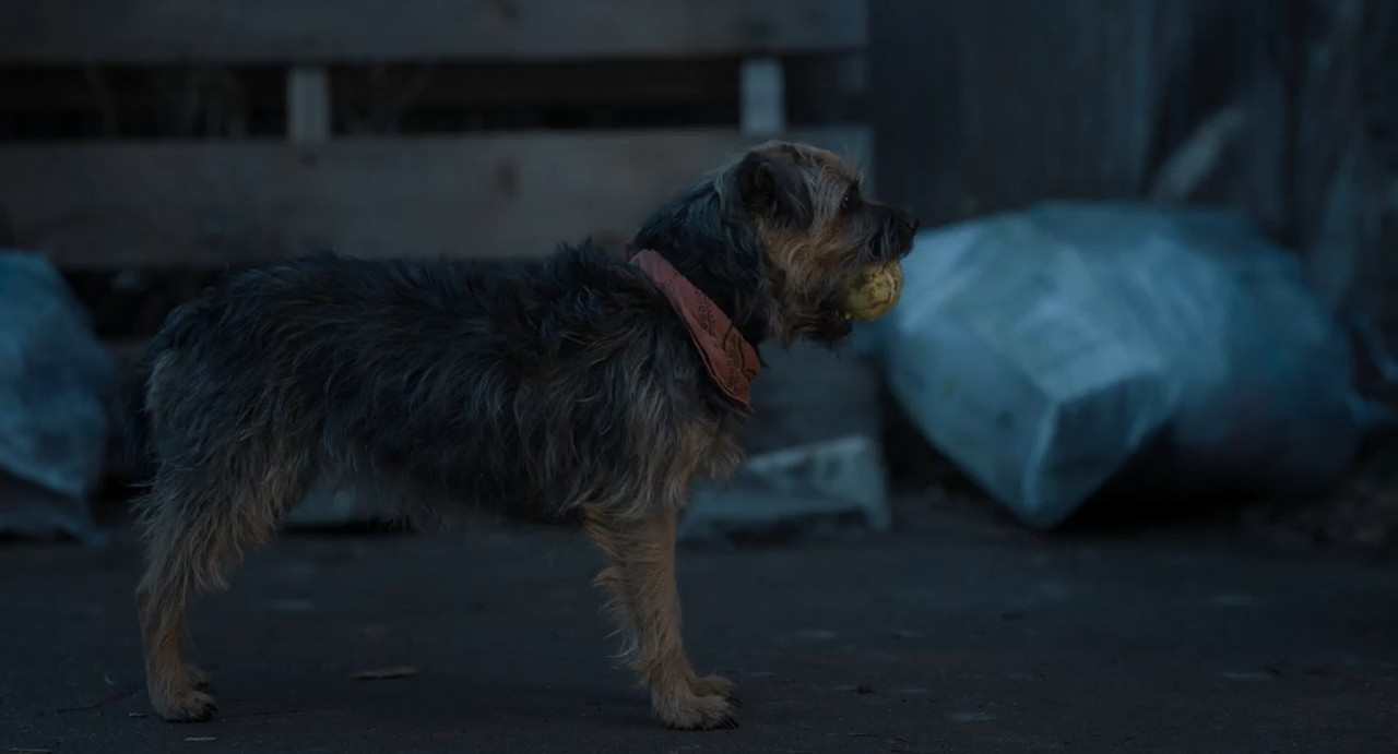 Strays 2023 BluRay [Hindi + English] 480p, 720p Screenshot