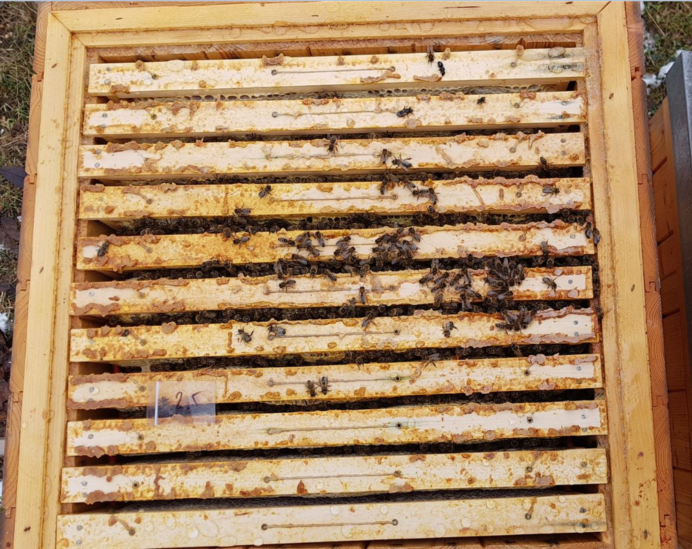 c_vcelstvo 2.5_pohled pod víko 20211212_130805