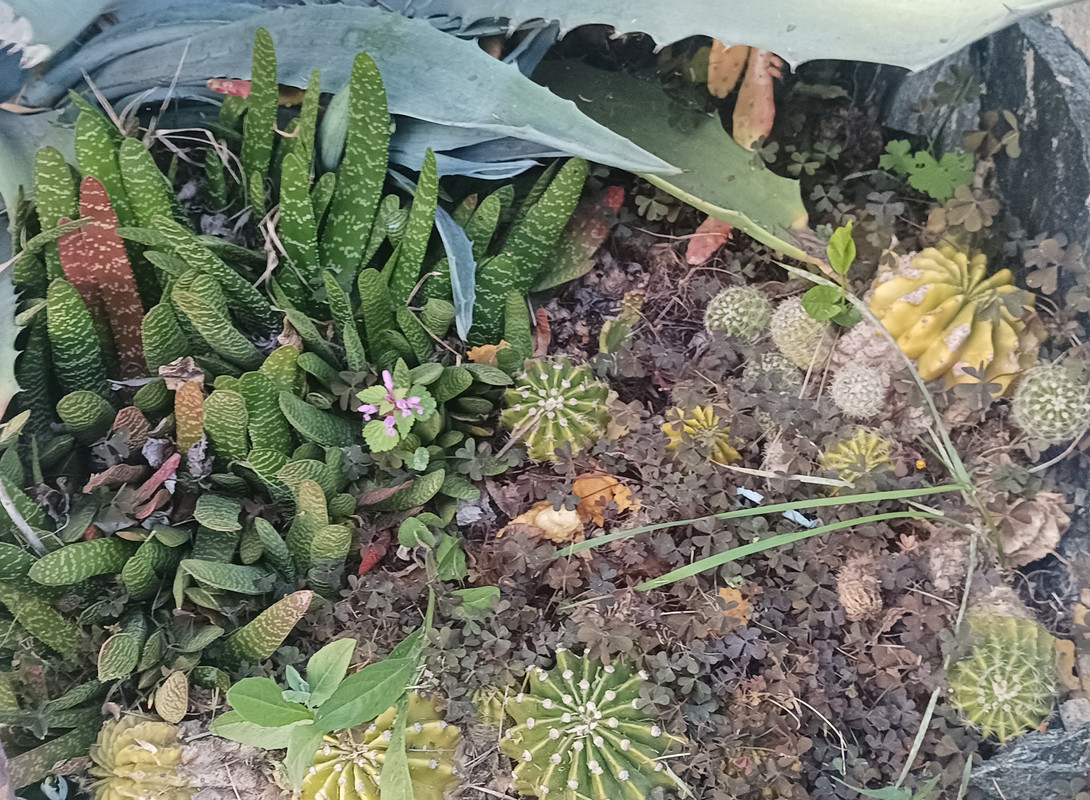 IMG_20250413_193054~2