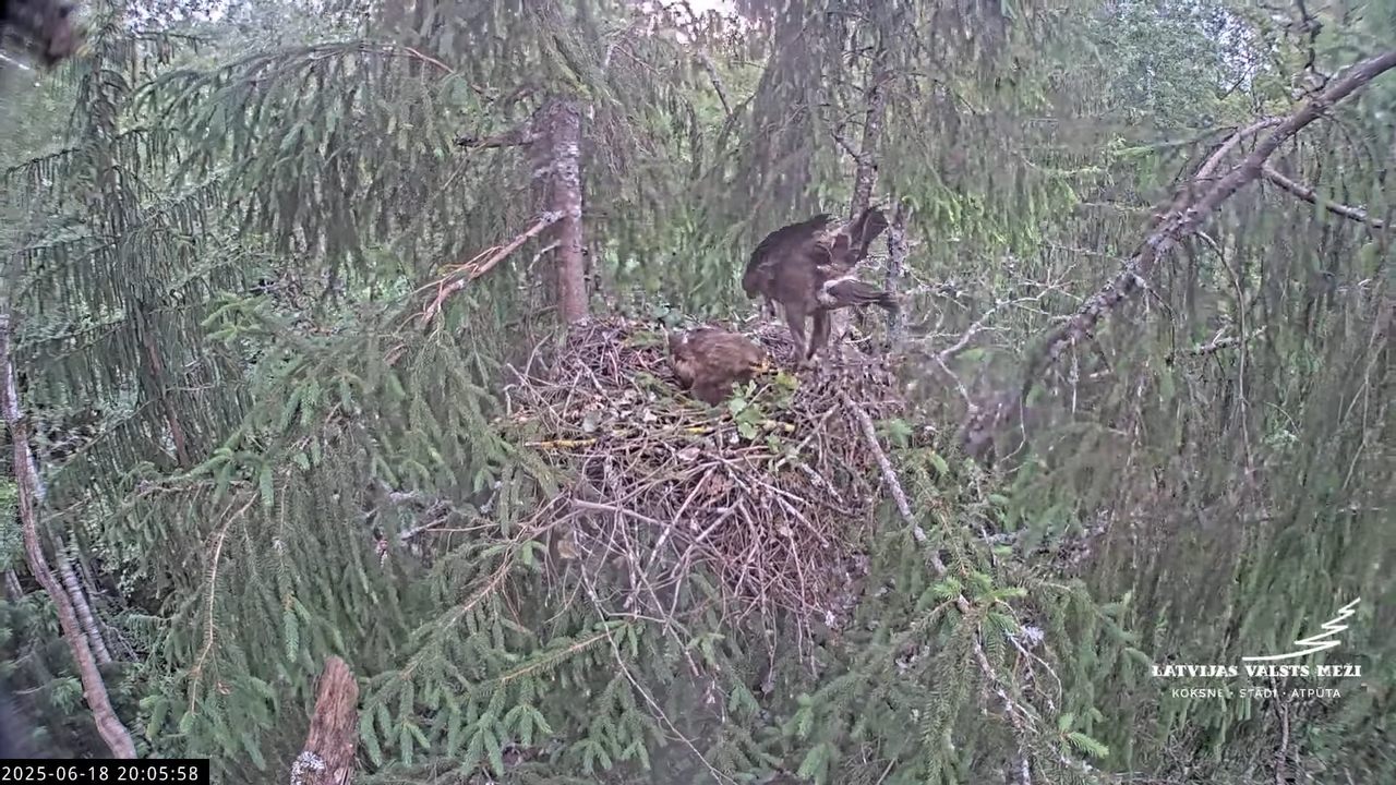 LVM mazais ērglis Lisiņa, egle2 – Lesser Spotted Eagle 13-14-38 screenshot