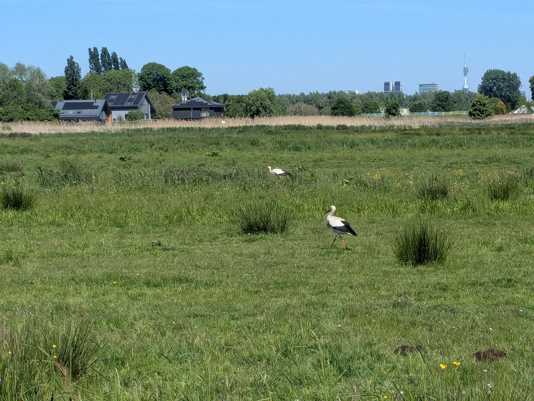 Трое в Амстердаме, не считая собаки. Переезд в Нидерланды.