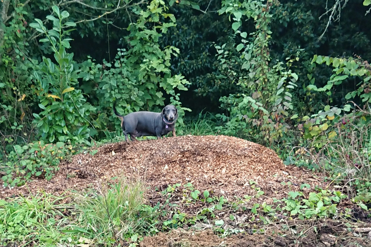 [Image: DSC-3218.jpg]