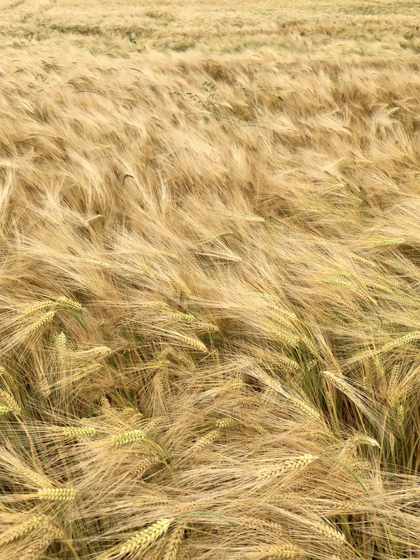 3D345C0E-4D16-4534-8265-8320A3A937D8