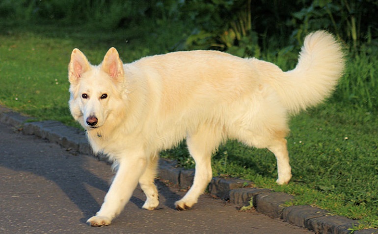 White German Shepherd Called