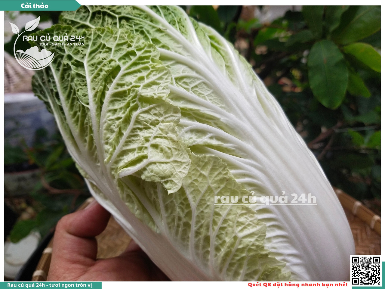 Cải Thảo 13