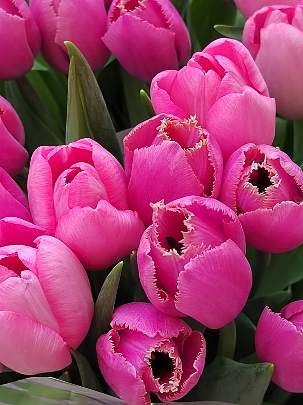 https://i.postimg.cc/c1R2dbRX/12-IMG-20250306-151852.jpg