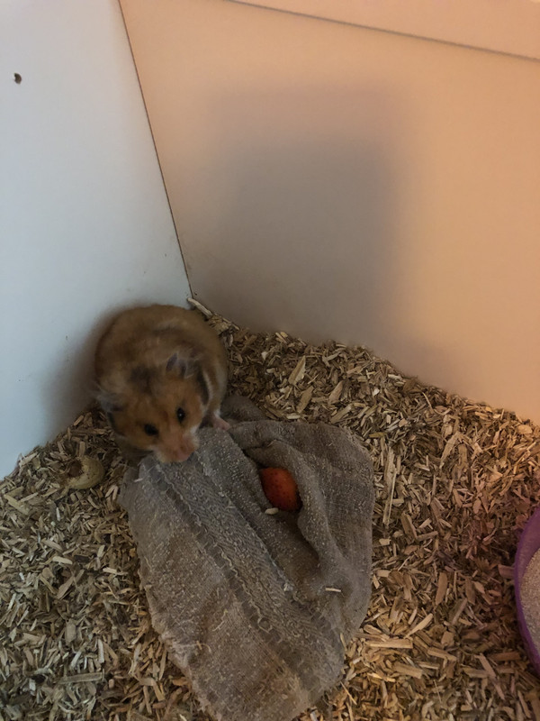 717AE5B7-2E7C-4F46-9793-F9779E63895B