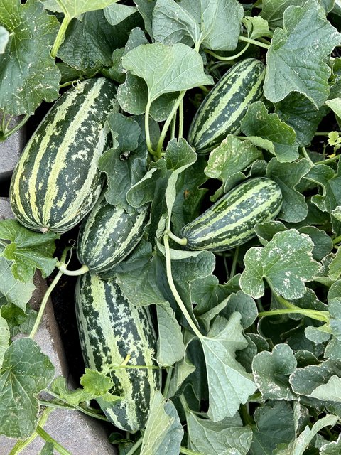 [Image: IMG-1281.jpg]