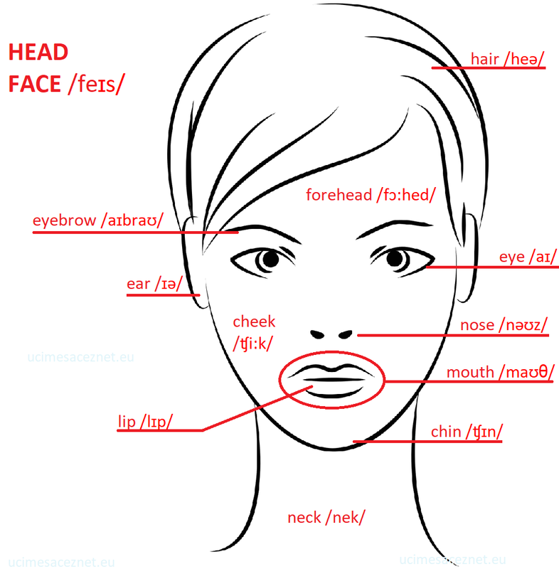 head, face

čelo forehead, obočie eyebrow, ucho ear, líce cheek, nos nose, ústa mouth, pera lip, brada chin, vlasy hair, oko eye 