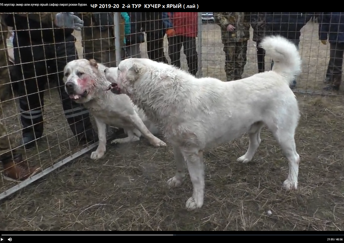 ЧР 2019-20 КУЧЕР х ЯРЫЙ 1к 21-05 лай от ЯРЫЙ