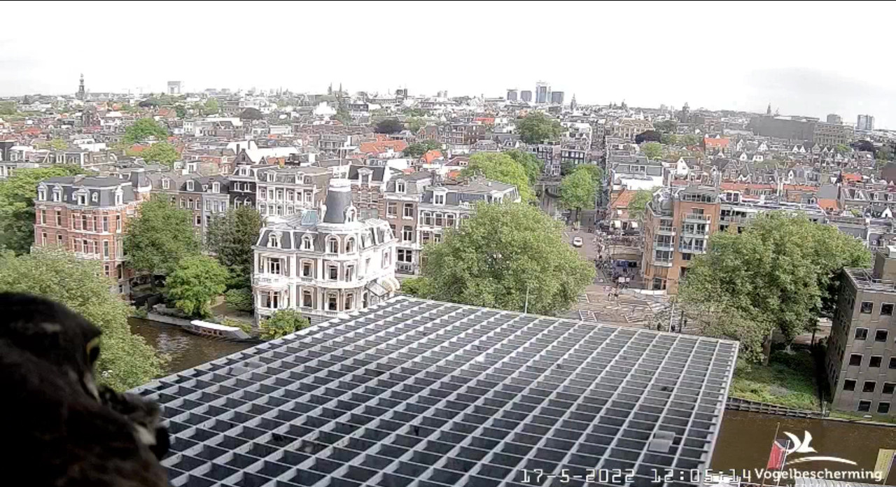 Amsterdam/Rijksmuseum screenshots © Beleef de Lente/Vogelbescherming Nederland Video-2022-05-17-120650-Moment-6