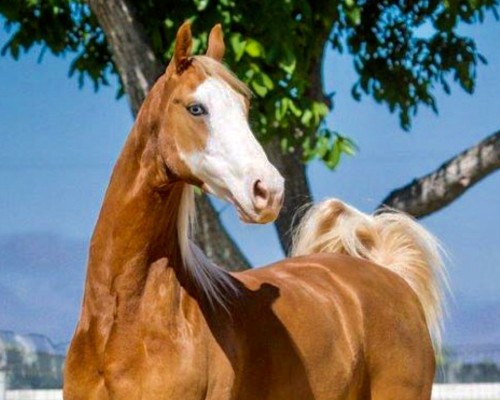 talsworthchrysophilia