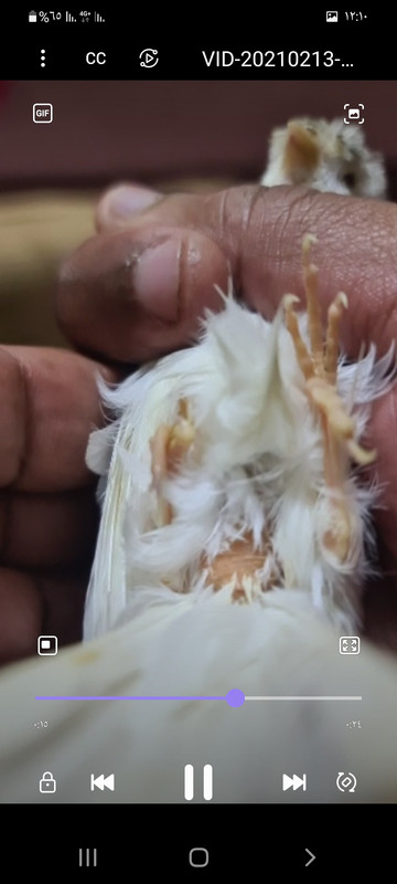 Screenshot_٢٠٢١٠٢١٦-٠٠١٠٤٠_Video Player