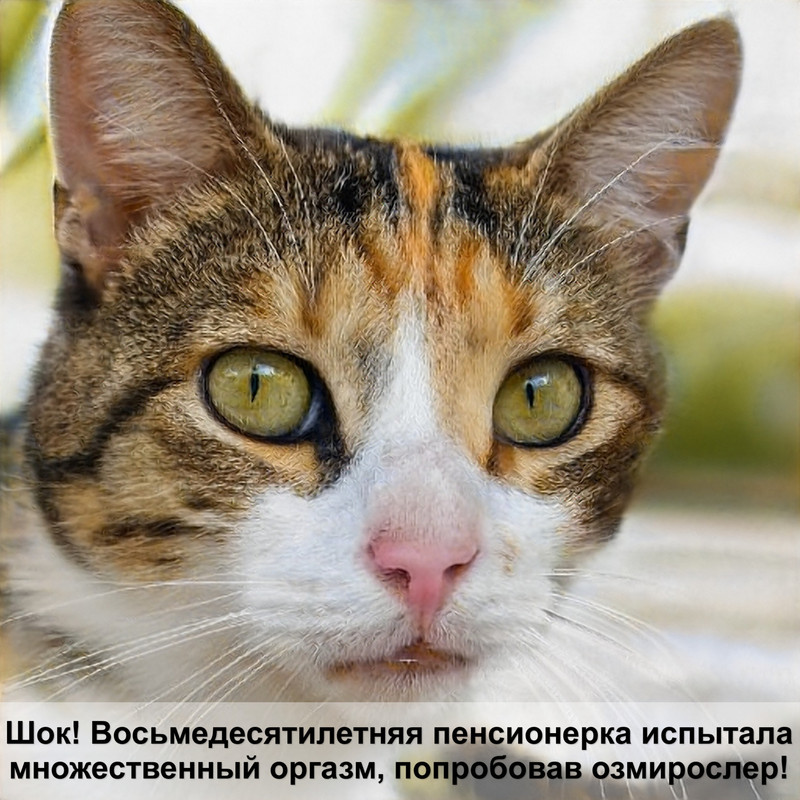 порода кошек корниш рекс фото