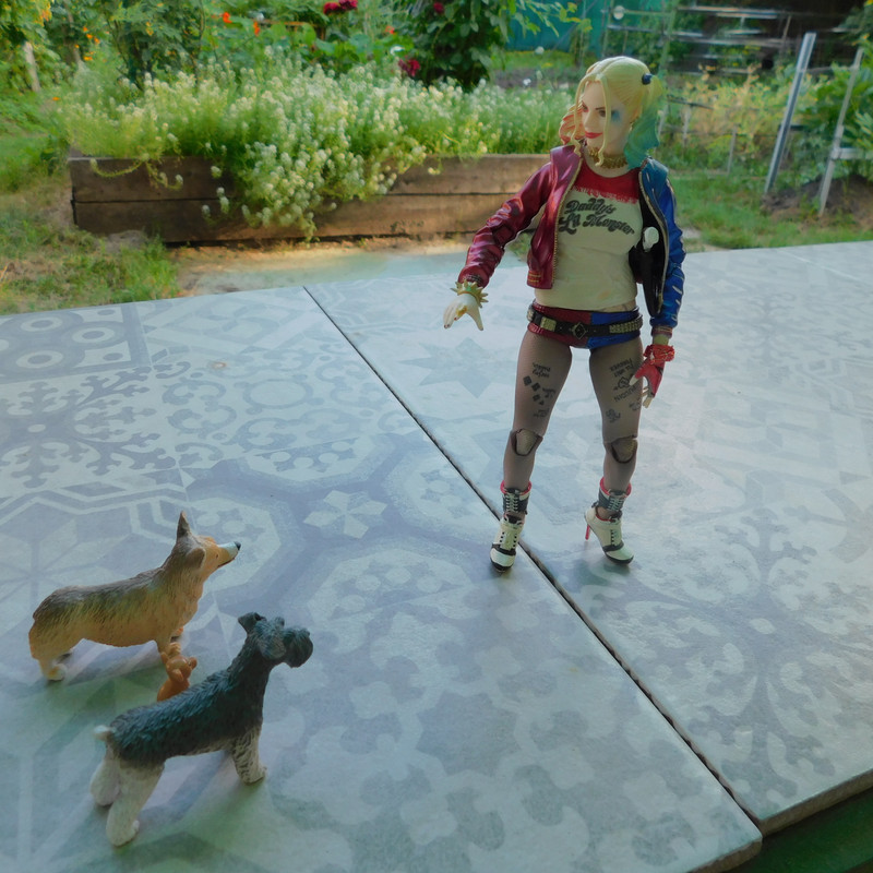 Дачно-Харлинский июнь-июль 2024 273