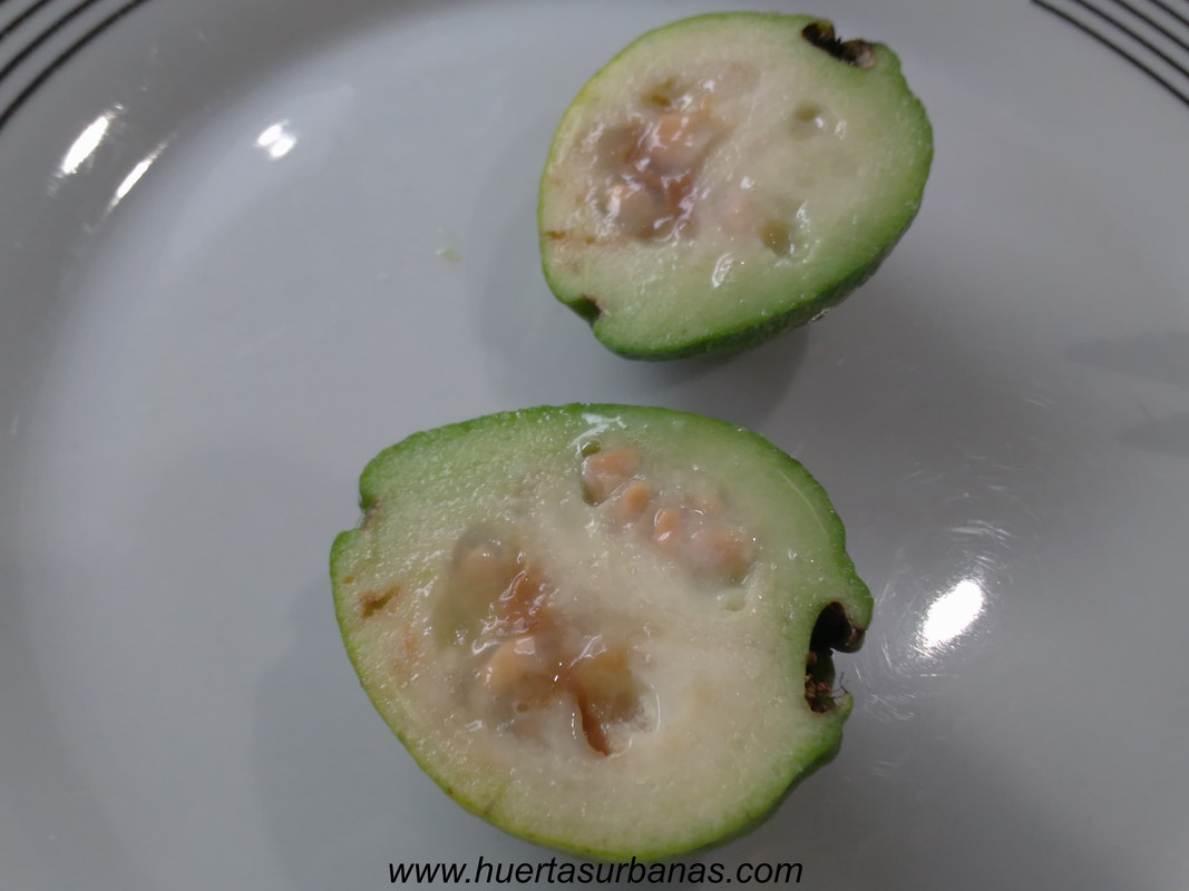 huertasurbanas_com_20170324_110309psidium_guyane