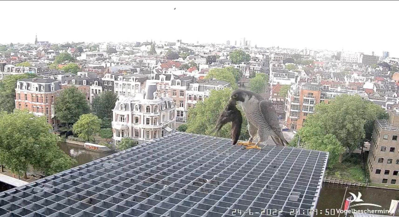 Amsterdam/Rijksmuseum screenshots © Beleef de Lente/Vogelbescherming Nederland - Pagina 32 Video-2022-06-24-201601-Moment-2