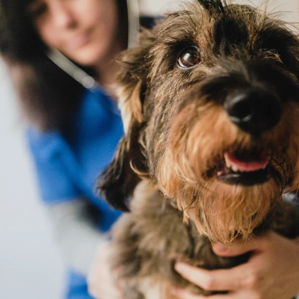 Una mujer sostiene un perro mientras viste una camisa azul, mostrando preocupación por los síntomas de intoxicación canina.