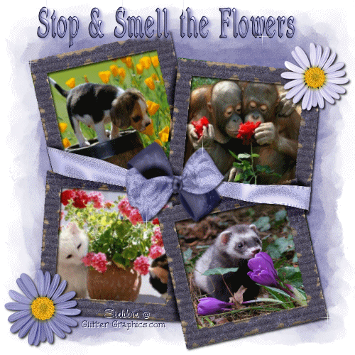Flowers-stop-smell