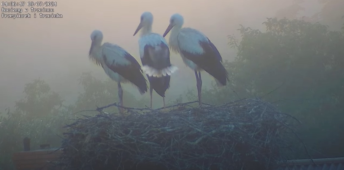 bocianmaptaka