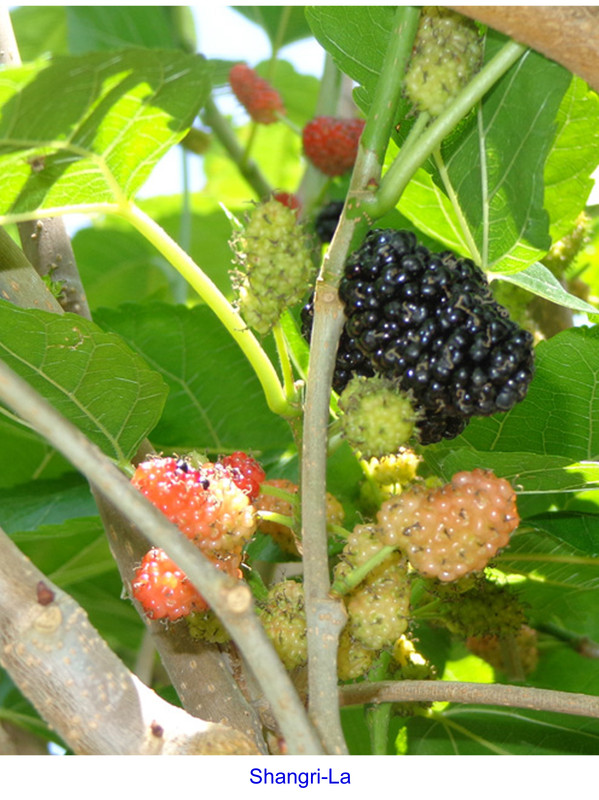 Shangri-La fruit-P01b