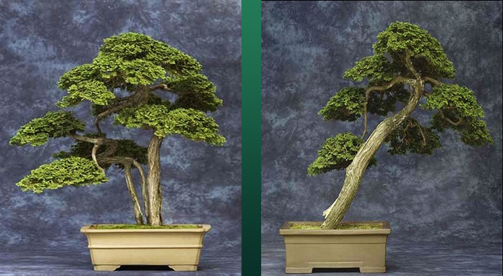 [Image: Chabo-Hiba-Cypresses.png]
