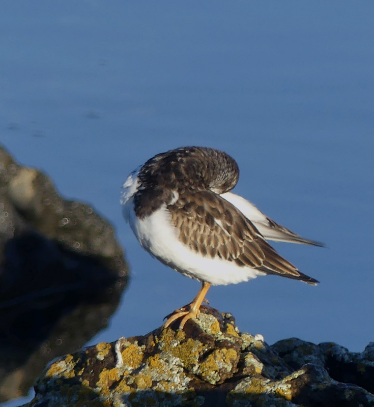 DUNLIN 2