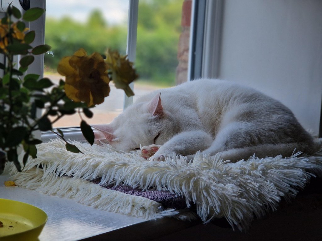 white-cat.jpg