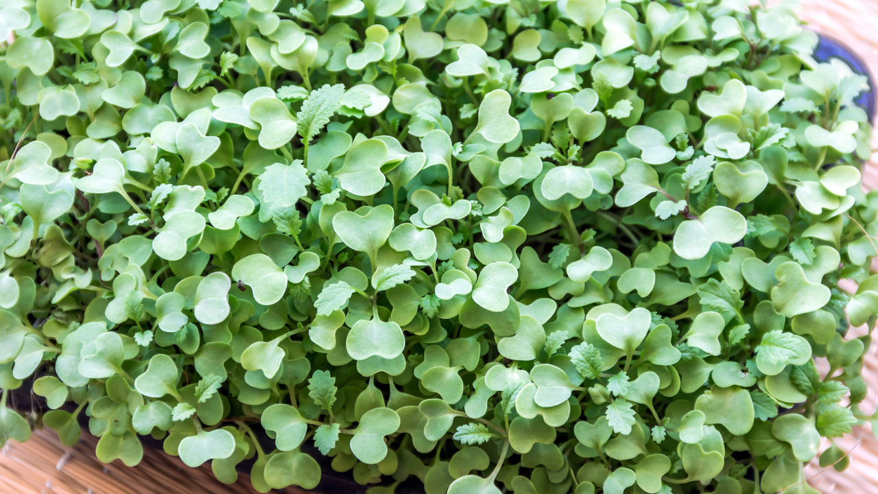Mustard Microgreens