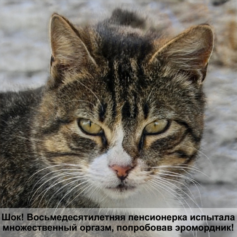 тайская кошка шоколадного окраса