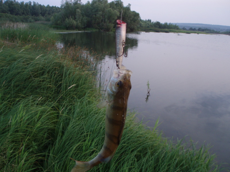 окунь поппер