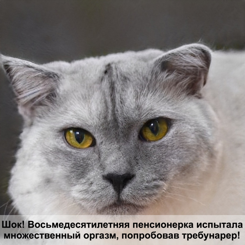 пушистые кошки серым окрасом