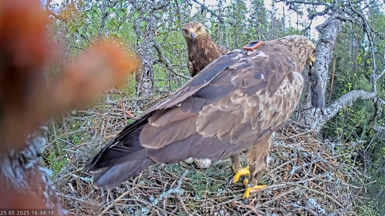 Väike-konnakotkas __ Clanga pomarina __ Lesser Spotted Eagle 13-4-5 screenshot