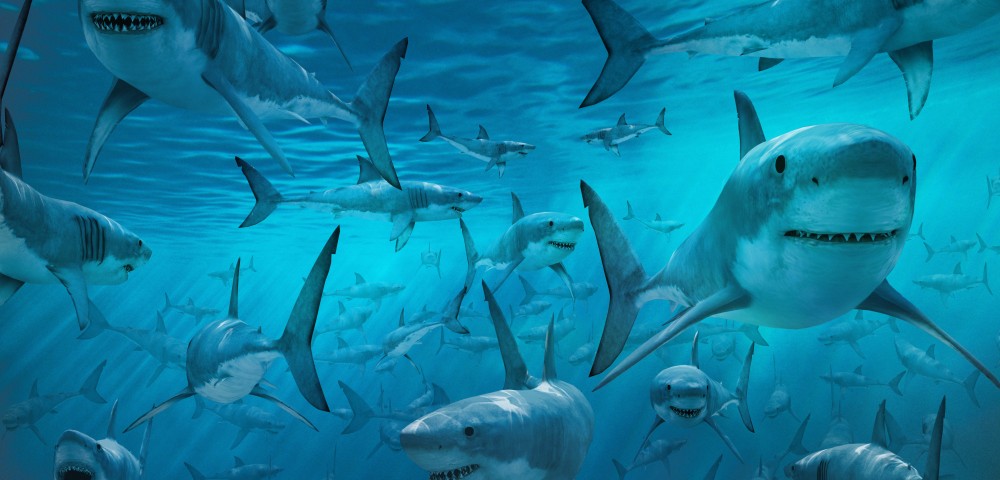 Shark-Frenzy-1000x480.jpg