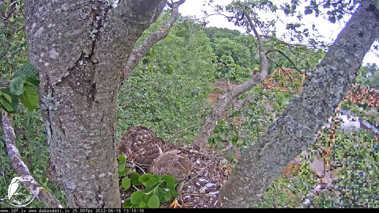 Vistu vanags (Accipiter gentilis) Rīgā - LDF tiešraide __ Goshawks, Riga, Latvia 3-6-41 screenshot