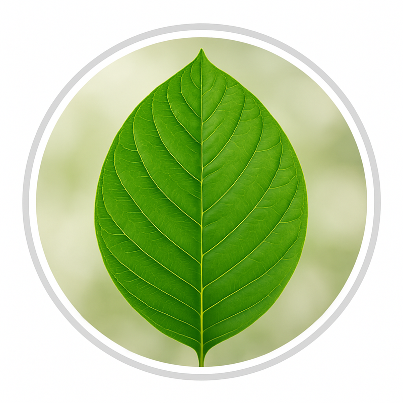 Banaba Leaf Extract
