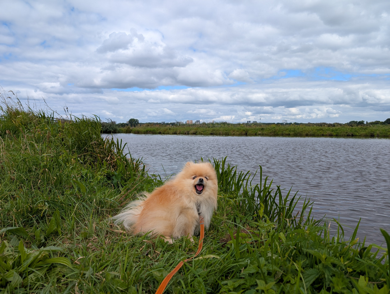 Трое в Амстердаме, не считая собаки. Переезд в Нидерланды.