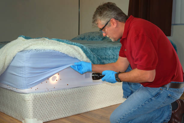 Kissimmee Bed Bug Treatment