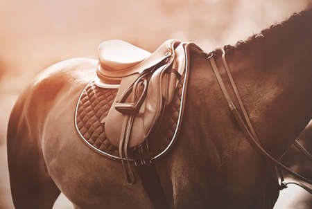 Horse Riding Accessories