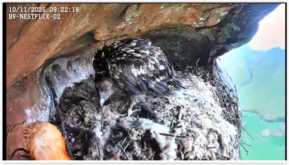 Screen Shot 11 10 25 at 08 44 AM