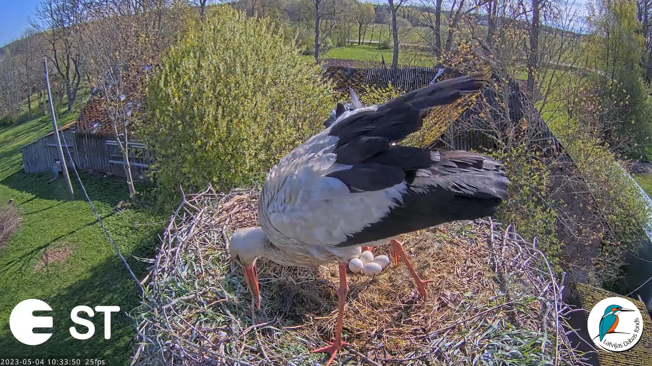 Baltie stārķi (Ciconia ciconia) Tukuma novadā - LDF tiešraide __ White storks in Tukums, Latvia 11-4