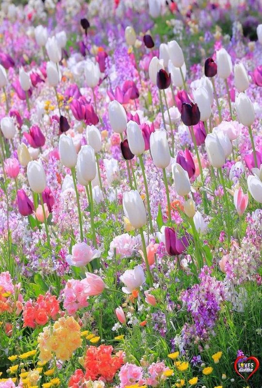 pink-tulips.jpg