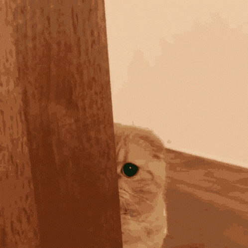peeky-boo-cat.gif