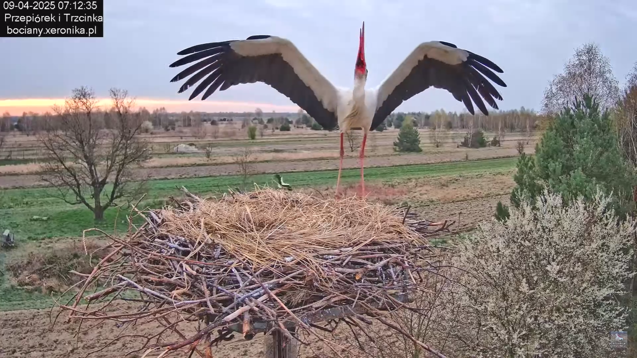 09042025bociany_8