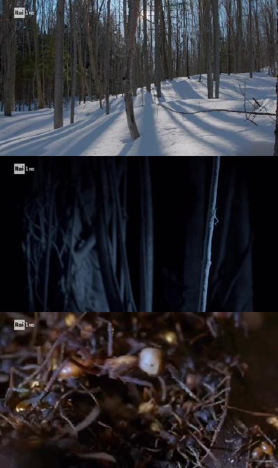 Superquark Natura (24.07.2019) .mkv WEBRip x264 AAC - ITA