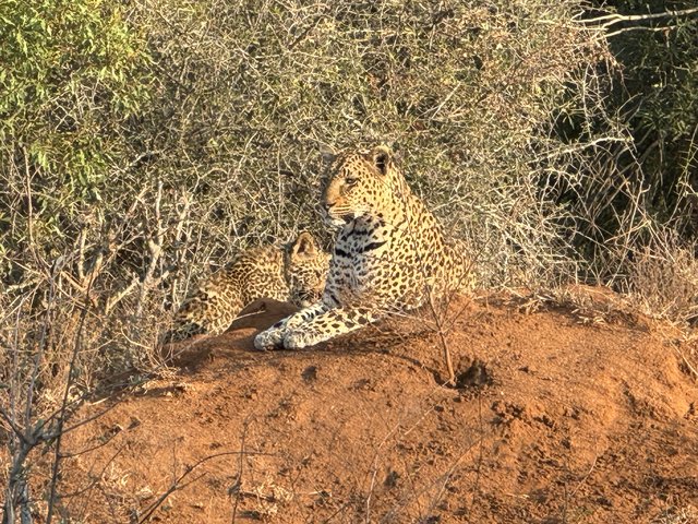 [Linked Image from i.postimg.cc]