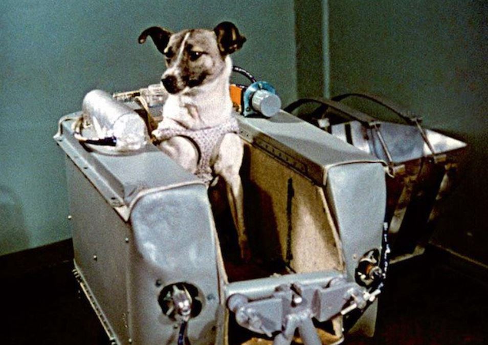 A 64 años de la hazaña de la perra Laika, primer ser vivo enviado al espacio