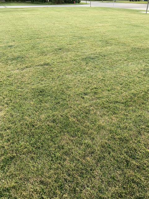 can you overseed a lawn without top dressing Thinking about too dressing and overseeding