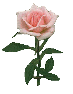 00_Thanks_You_So_Much_flip_Rose