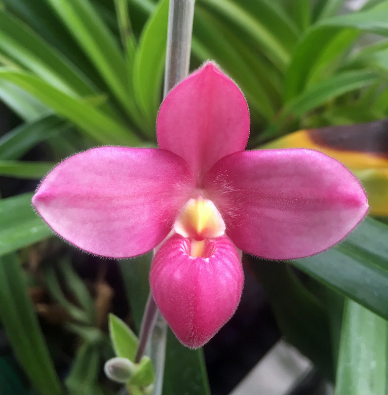 Phrag Waunakee Sunset x fischerii — Postimages